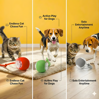 Rollie Toy –  Fun That Won’t Stop!