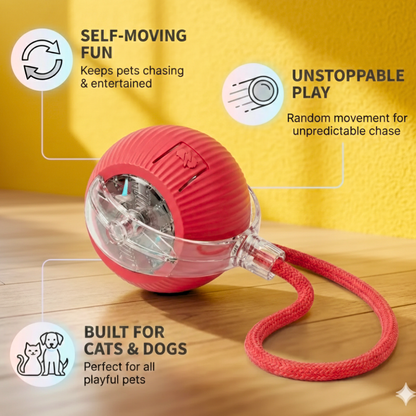 Rollie Toy –  Fun That Won’t Stop!