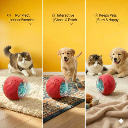 Rollie Toy –  Fun That Won’t Stop!